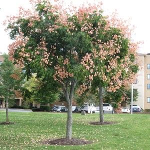 Meet your Posher, Jesiah